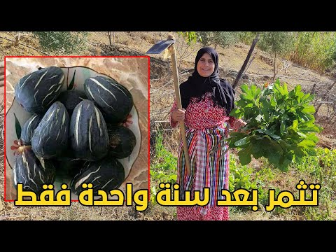 أنجح طريقة لزراعة التين أو الكرموس! زراعة الصيف هي رقم واحد في الإنتاج بعد سنة فقط