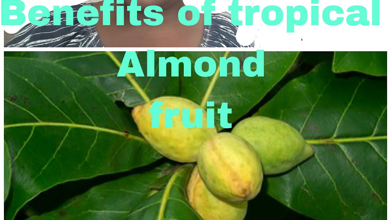 BENEFITS OF TROPICAL ALMOND FRUIT YouTube