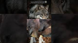 الذئب الرمادي