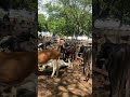 Feira de gado em canafistula de frei Damião Palmeira dos índios-AL #gado #fezenda #pecuarista #viral