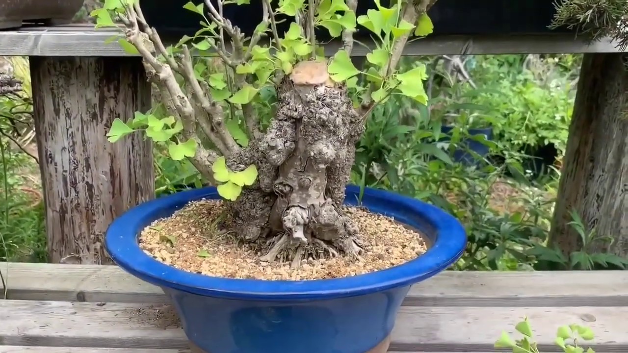 令和 乳イチョウ 盆栽 剪定 挿し木 Bonsai Cutting Ginkgo How To Create Bonsai Diy Youtube