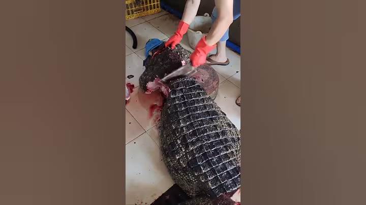 A large crocodile weighing several hundred kilograms #crocodile #shipping nationwide #high end ingre