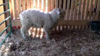 Halter training lambs