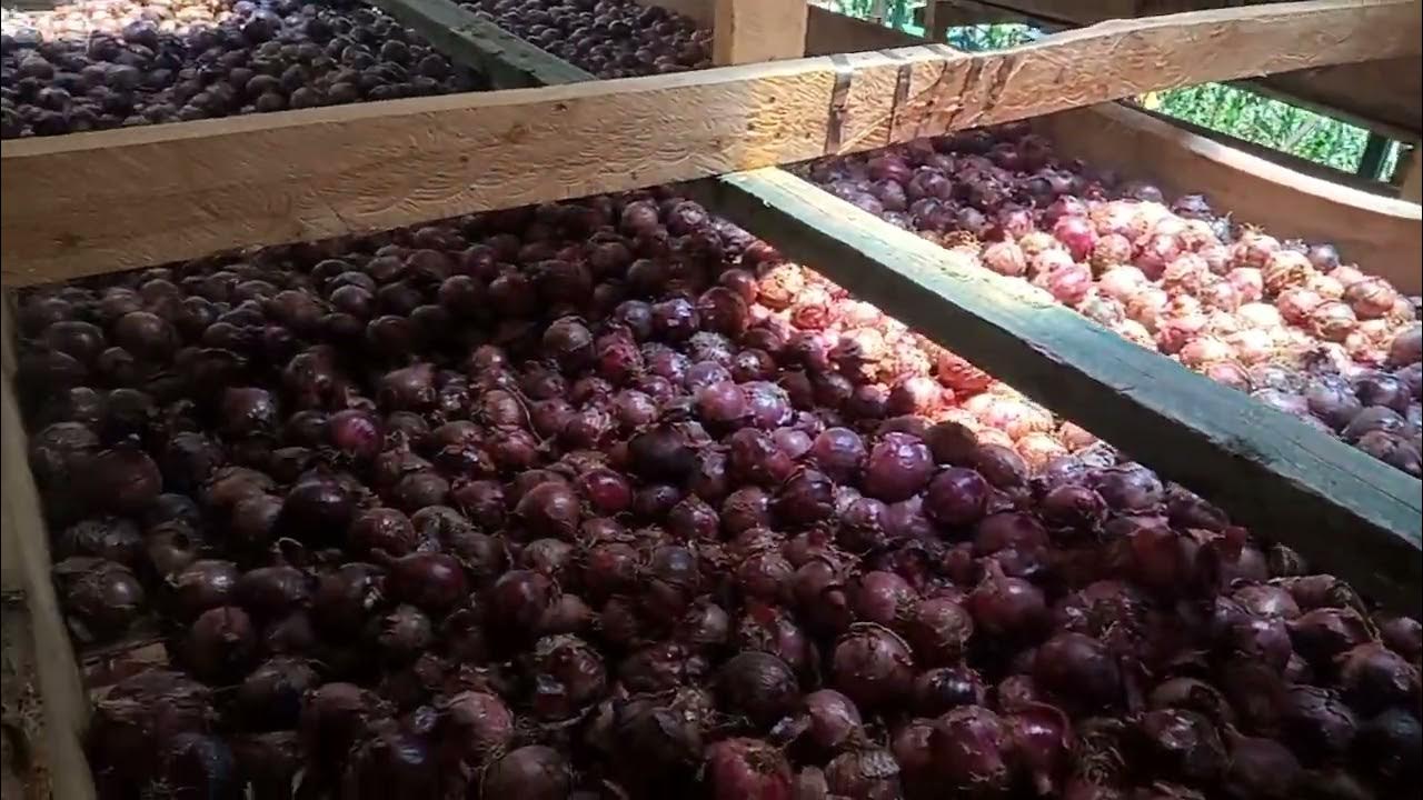 How to cure and store onions keffarmeragribusinesshub3891 YouTube