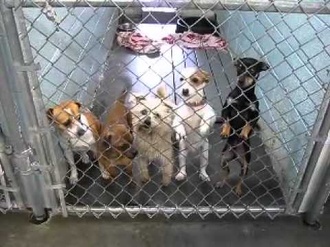 putnam county animal shelter