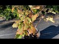 在 免翻土花境 種下一棵橡木葉繡球 No Dig Gardening Oakleaf Hydrangea Ellen Huff 在 免翻土花境 種下一棵橡木葉繡球 No Dig Gardening Oakleaf Hydrangea Ellen Huff