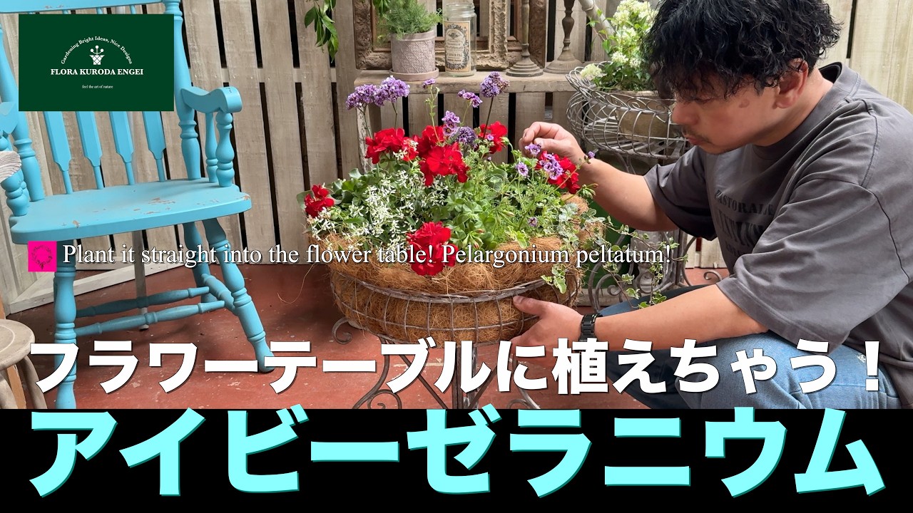 Planting in a Flower Table!] Bright Red Ivy Geranium 