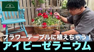 Planting in a Flower Table!] Bright Red Ivy Geranium 