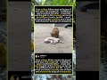 Do Cats Grieve? The Orange Cat and Its Fallen Friend#foryou #fyp #animals #funny