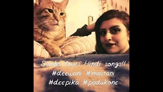 Cat watches famous Hindi song &quot;Deewani Mastani&quot; and seems to love it!