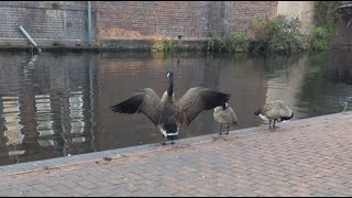 The Art of Slowing Down | Bird Watching & Pure Calm