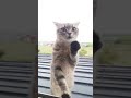屋根の上のメル　#猫　#スコティッシュフォールド #1歳