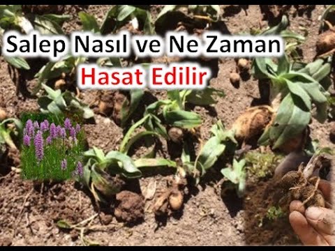 Video: Yiyecek Olarak Nasturtium Bitkilerini Hasat Etme: Yenilebilir Nasturtium Çiçeklerini Toplamayla İlgili İpuçları
