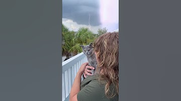 Lightning strike behind British shorthair kitten #Destin
