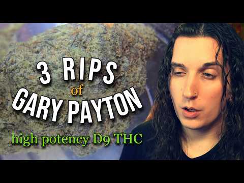 3 BIG rips of GARY PAYTON (D9 Hybrid Strain) || DRAGON'S STRAIN REVIEW
