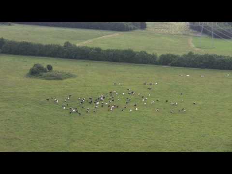 Video: Kuidas Lehmi Karjatada