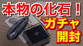 【ガチャガチャ】本物の化石が手に入る！日本のガチャって凄いぞ！
