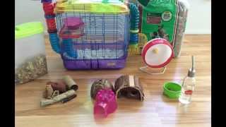 Essentials Needed For A Hamster