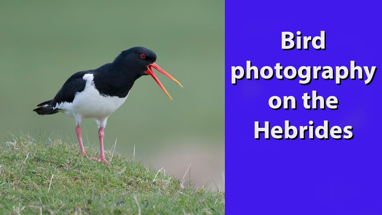 Bird Photography on the Outer Hebrides, including the hard to see Corncrake