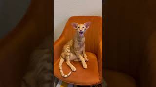 Keebler the Oriental Shorthair Sings his Songs