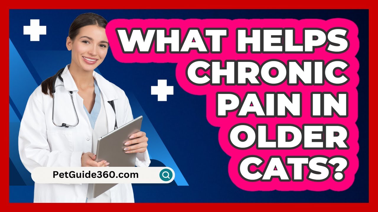 What Helps Chronic Pain In Older Cats? - PetGuide360.com