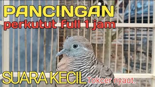 PERKUTUT LOKAL GACOR Full 1 jam suara kecil sangat ampuh untuk pancingan.