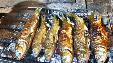 CÂU CÁ SUỐI, GẶP HÀNG KHỦNG VÀ CÁI KẾT BẤT ỔN