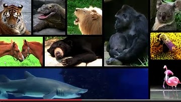 Junior Time 3 | Unit 2 – CLIL: Science – page 33