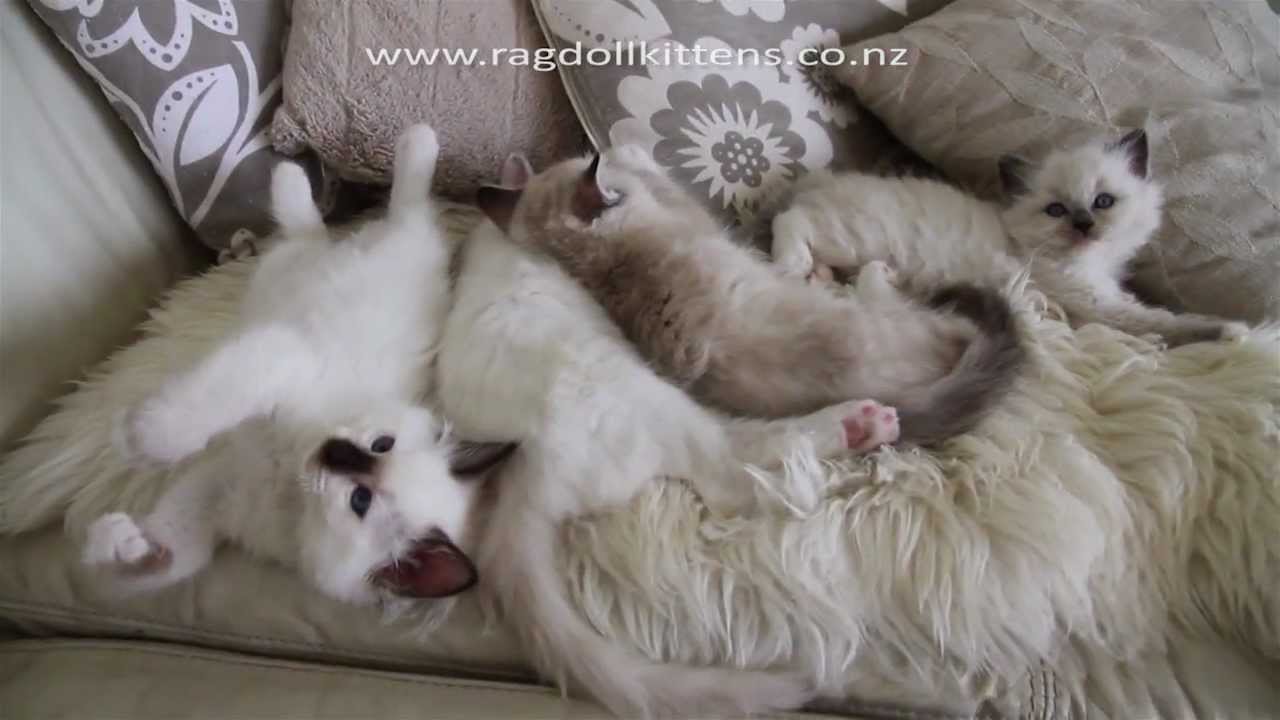 ragdoll kittens playing