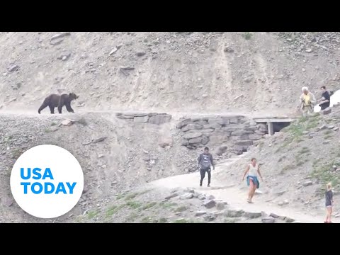 Tense moment as a grizzly bear moves toward hikers at a national park | USA TODAY