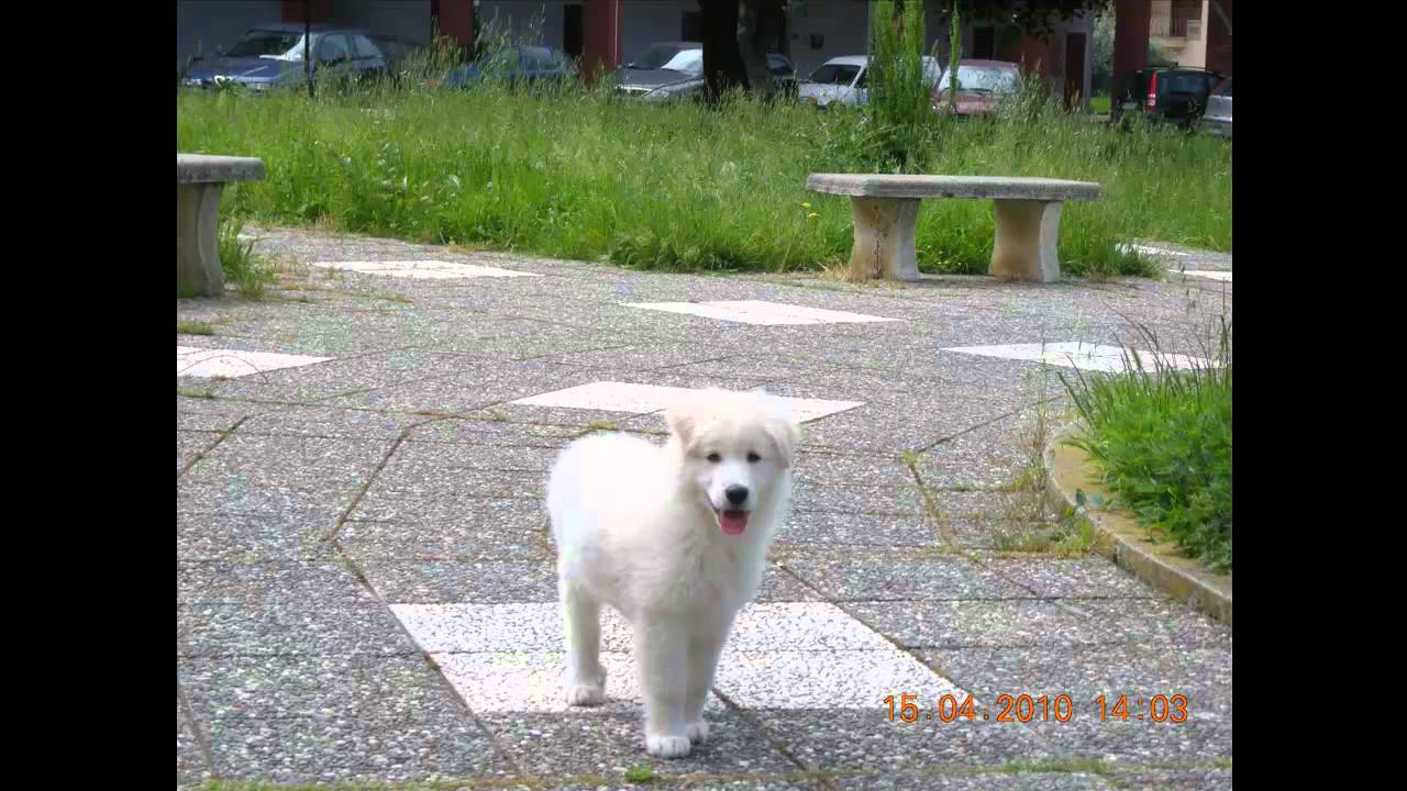 Pastore Maremmano Abruzzese Charlie - YouTube