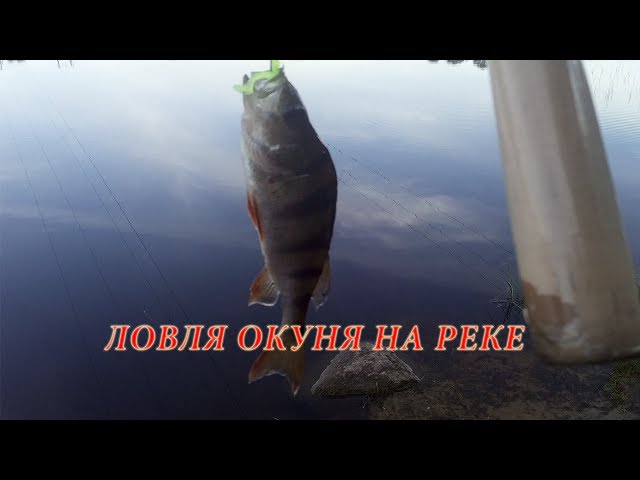 Ловля окуня на реке