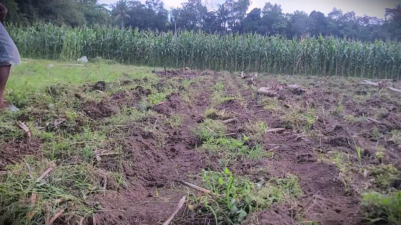 Corn Ridges Hd Perfect Rows: Building Corn Ridges with a Hoe #globalfarming # ...