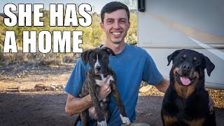 We Found a Home for this Abandoned Puppy - RV Life