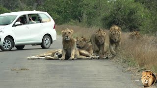 Young Ngotso Lion Pride Brothers Looking Good - But Mother's In Bad Shape!