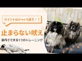 【吠え】何をしても吠え止まない!~ひっくり返す練習をしてみよう!~