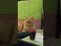 funny cats #cats #cute #pets #meow #instacat #catlover #kittensofinstagram #animaloveras