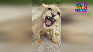 Cutest Lion Cubs Roar Telling That He is a King  Baby Lion Roaring