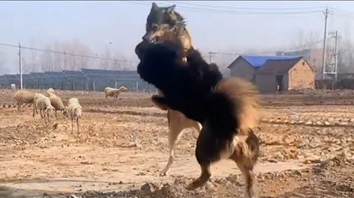 Tibetan Mastiff Vs Wolf In a Real Fight - Tibetan Mastiff Caught On Camera Against Wolf! - PITDOG - DayDayNews