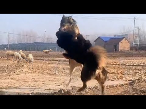 Video: Il mastino tibetano può sopravvivere in India?