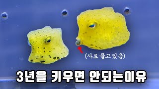 세상에서 가장 귀여운 해수어가 3년 후에 이렇게 변한답니다 ㄷㄷ