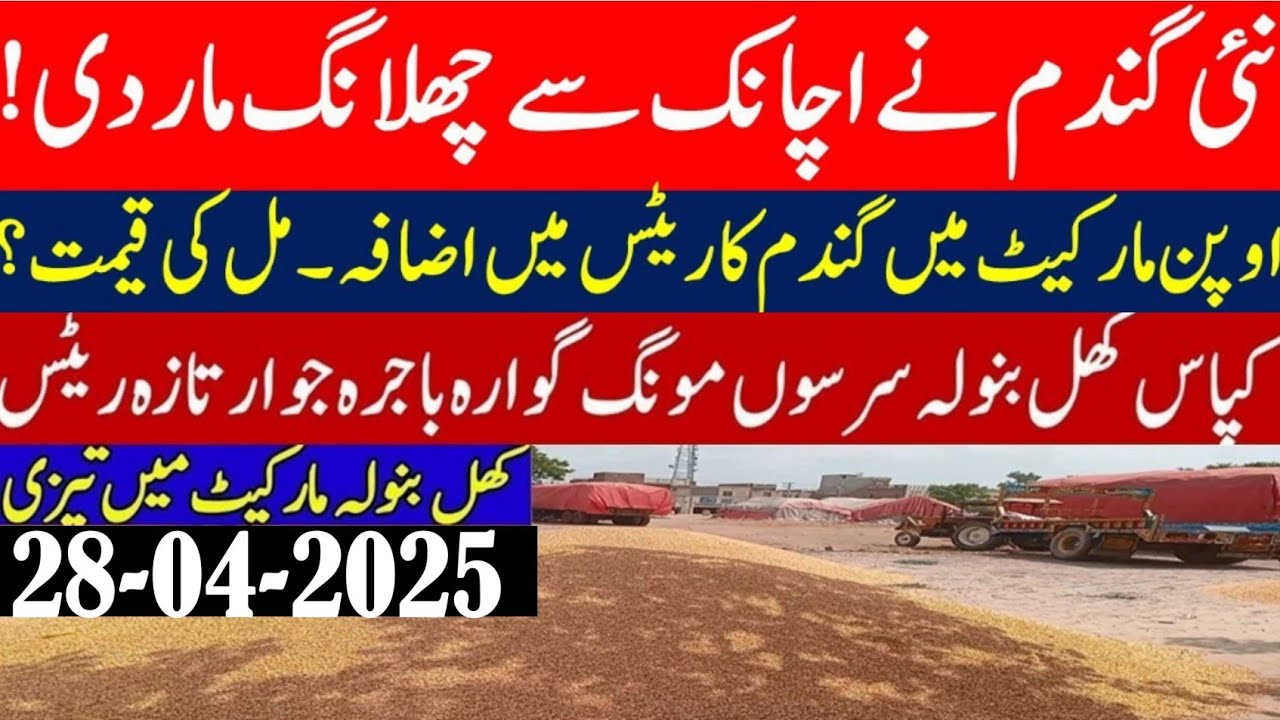 Wheat price today in Punjab sindh/wheat Future price increase/New Munji ...