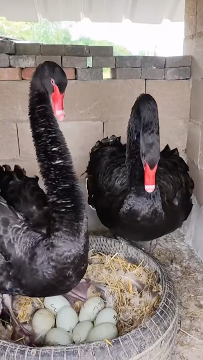 The Secret of the Black Swan.#animal #swan