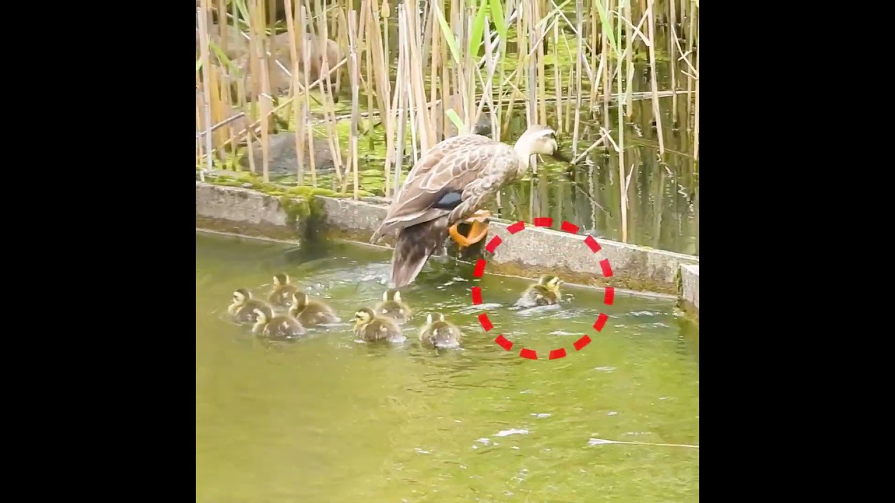 Smart vs. Strong: A Duckling Training Session! 🦆🧠🐥