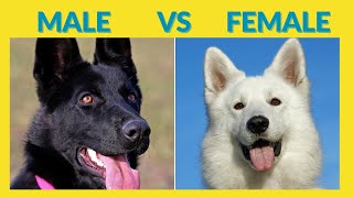 Uncovering Surprising Differences Between Male and Female Dogs