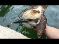 Saving a young kookaburra from drowning