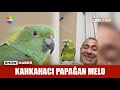 Kahkahac papaan melo