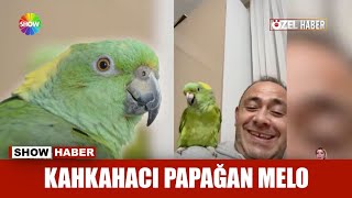 Kahkahacı papağan Melo Resimi