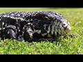 It's Open Season On These Giant Invasive Lizards