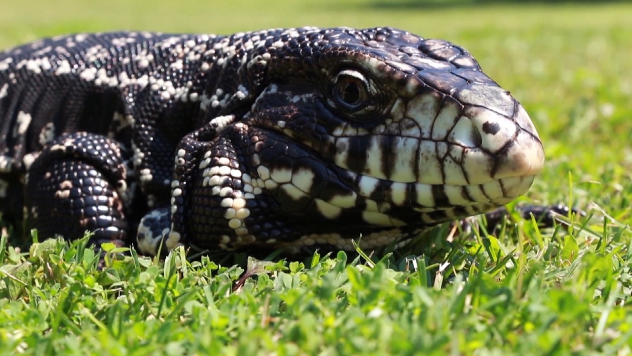 It's Open Season On These Giant Invasive Lizards